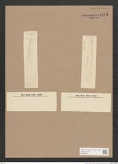 Navicula sp. (de-Toni-Nr.: Genus 1) Zeichnungen Sammlung Grunow Nr. 1474 (NHMW-BOT-W0368486)
